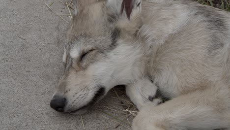 Grey-wolf-pup-sleeping-outside