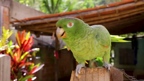 A-green-parrot-walks-on-a-house-fence-in-Minas-Gerais,-Brazil