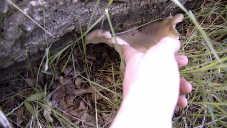 Untersuchung-Von-Austernpilzen-Auf-Einem-Umgestürzten-Baumstamm-Im-Wald