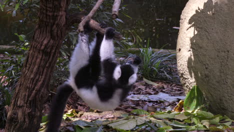 Black-and-white-lemur-haning-on-trees
