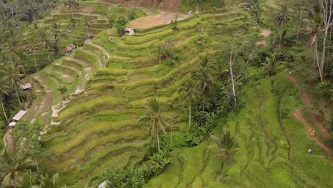 Cinematic-smooth-aerial-drone-shot-of-iconic-ubud-rice-terraces-in-bali-featuring-vibrant-green-patterns-of-crops-on-overcast-day-2