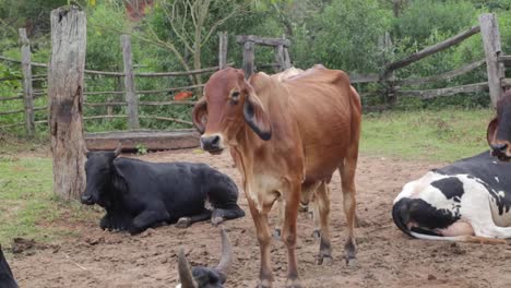 Vacas-Comiendo-Tranquilamente-En-Los-Campos-En-Una-Tarde-Soleada-En-Brasil,-América-Del-Sur
