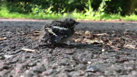 Lonely-baby-bird-chick-who-just-fell-of-its-nest-1
