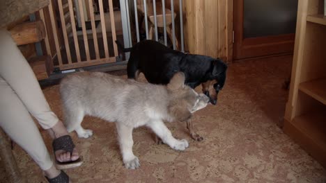 Baby-wolf-and-a-small-dog-getting-to-know-each-other