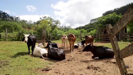 Kühe-Fressen-Friedlich-Auf-Den-Feldern-An-Einem-Sonnigen-Nachmittag-In-Brasilien,-Südamerika-4