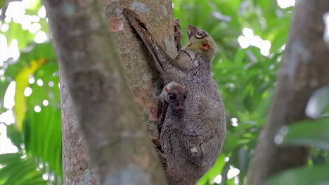 Fliegender-Lemur-Oder-Colugo-Mit-Baby