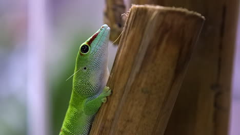 Gecko-Diurno-De-Madagascar-Quedarse-Quieto