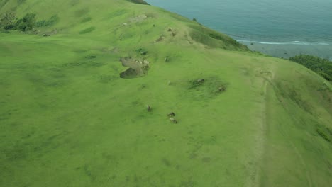 A-drone-shot-of-cows-in-Batanes