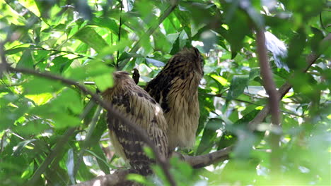 A-pair-of-buffy-fish-owl