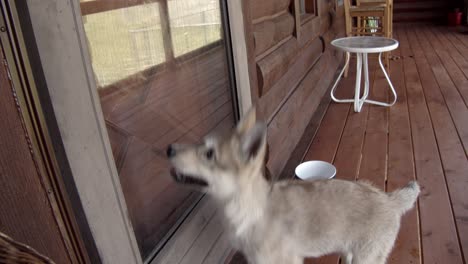Baby-timber-wolf-trying-to-get-inside