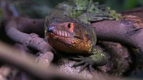 Caiman-Lizard-opening-its-mouth-wide