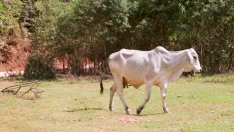 Vacas-Comiendo-Tranquilamente-En-Los-Campos-En-Una-Tarde-Soleada-En-Brasil,-América-Del-Sur-8
