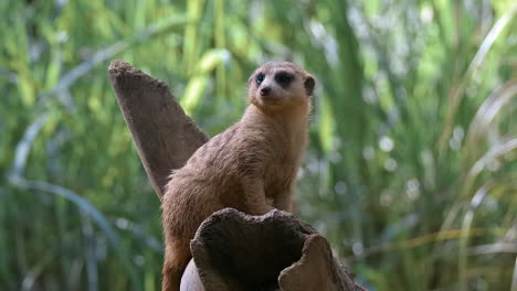 Single-meerkat-on-sentry-duty