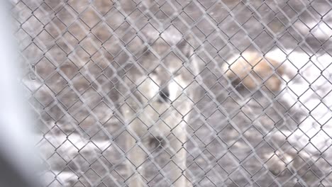 Wolf-Hinter-Einem-Zaun-Während-Eines-Schneesturms