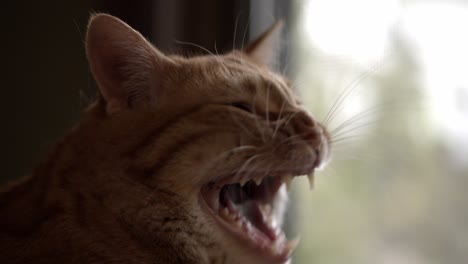 Closeup-of-a-tired-orange-cat-yawning