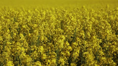 Close-up-of-Canola-flowers-blowing-in-the-wind-in-a-field-in-full-bloom