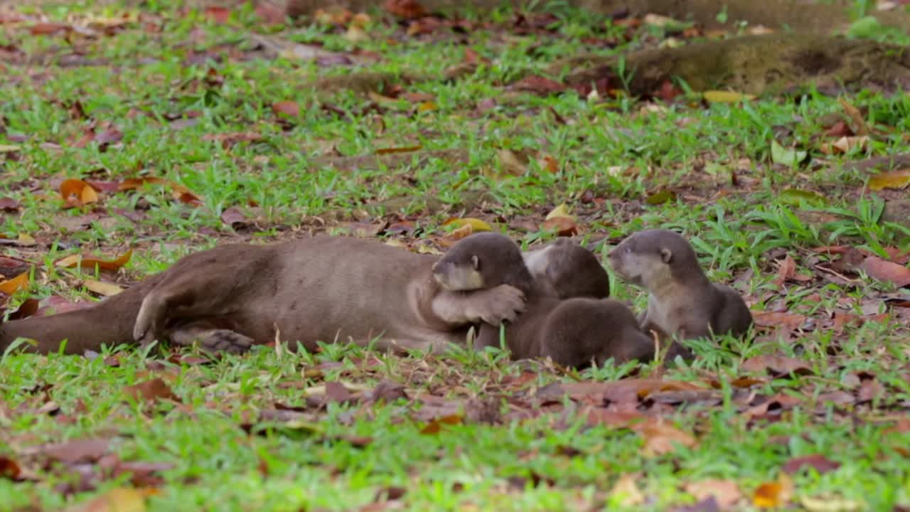Premium stock video - Adult smooth coated otter grooming otter pups 2