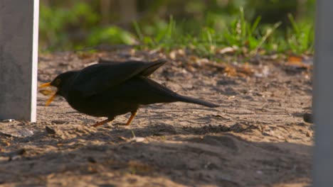 Blackbird-Turdus-merula-feeding-in-morning