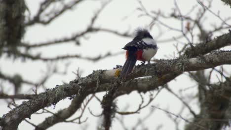 Great-spotted-woodpecker-Dendrocopos-major-destroying-a-branch
