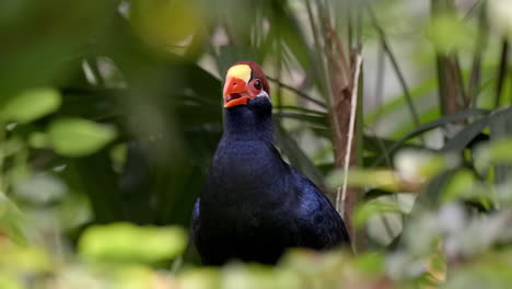 Violet-Turaco-or-Violaceous-Turaco