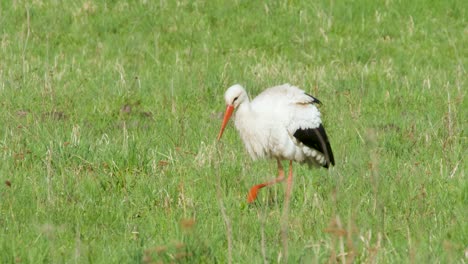 White-stork-Ciconia-ciconia-is-feeding-in-meadow-3