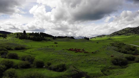 Drone-flying-over-a-herd-of-cattle-with-a-gorgeous-view-of-snowy-mountains-in-the-distance
