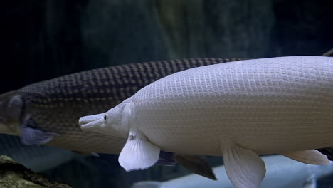 Weißer-Alligator-Gar,-Der-Anmutig-Unter-Wasser-Schwimmt