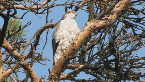 Goshawk-Accipiter-gentilis-is-watching-over-the-hunting-grounds