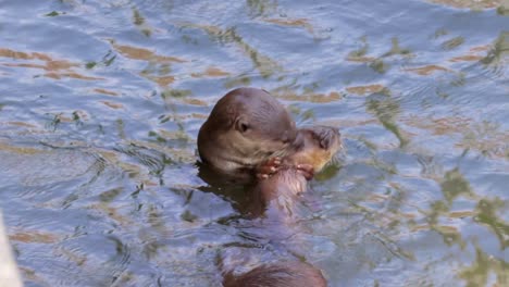 Smooth-coated-otters-eating-fish-in-the-river