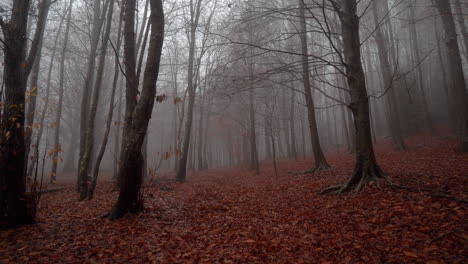 Beautiful-autumn-beech-forest-under-the-rain-in-the-Catalan-mountains