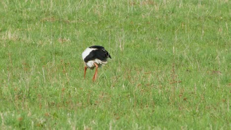White-stork-Ciconia-ciconia-is-feeding-in-meadow