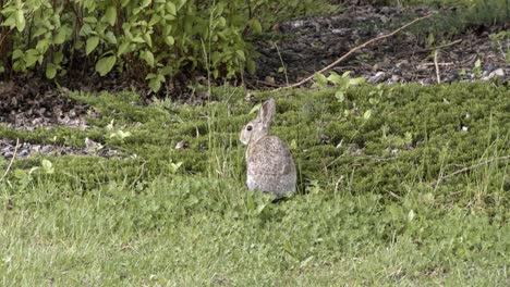 Pequeño-Conejo-Curioso-De-Los-Espectadores-En-El-Bosque