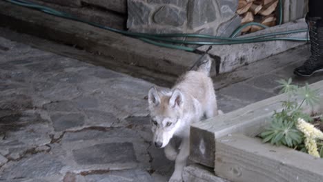 Walking-a-baby-gray-wolf