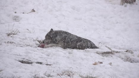 Alaskischer-Tundrawolf,-Der-Fleisch-In-Einem-Herrlichen-Schneesturm-Isst