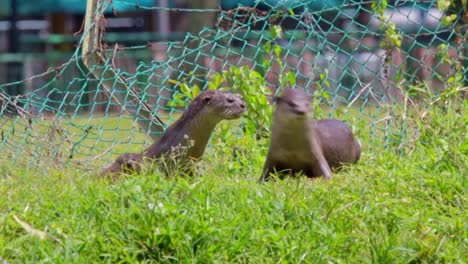 Family-of-smooth-coated-otter-in-urban-city