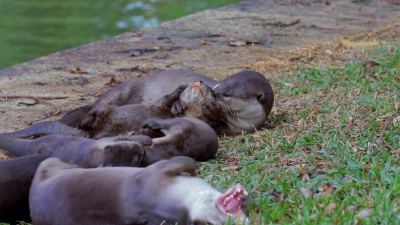 Premium stock video - Adult smooth coated otter grooming otter pups