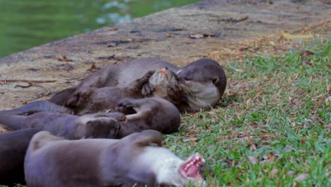 Ausgewachsener-Glatthaariger-Otter-Pflegt-Otterwelpen