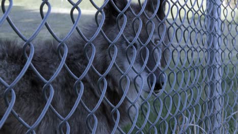Closeup-of-a-wolf-through-a-fence