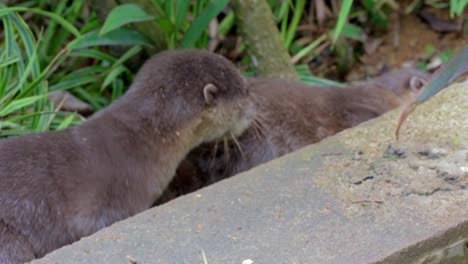 Cute-smooth-coated-otter-pup-playing