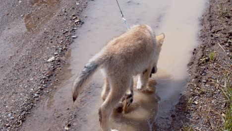 Baby-Grauer-Wolfswelpe,-Der-In-Einer-Wasserpfütze-Spielt