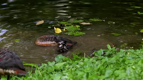 Family-of-lesser-whistling-duck-with-baby-splashing-in-the-pond