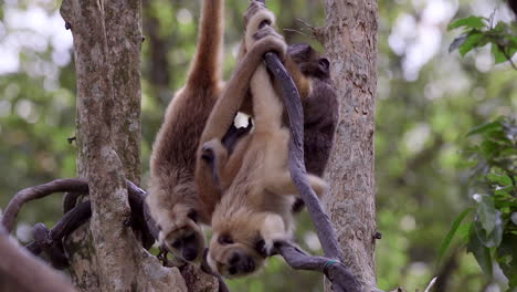 Plafyul-howler-monkey-palying-with-each-other