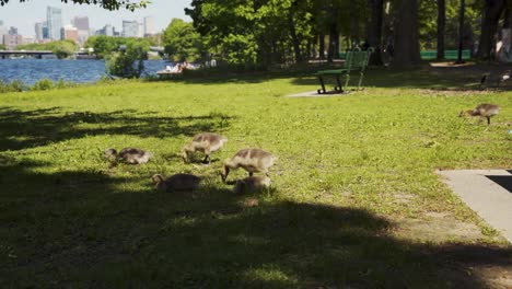 Baby-Geese-Wandering-And-Feeding-On-Grass-In-Park