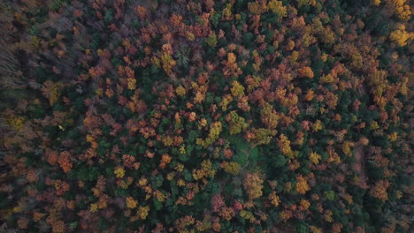 Luftaufnahmen-Des-Wunderschönen-Waldes-Mit-Herbstfarben-In-Den-Katalanischen-Bergen