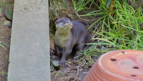 Baby-smooth-coated-otter-pups-coming-out-of-their-holt