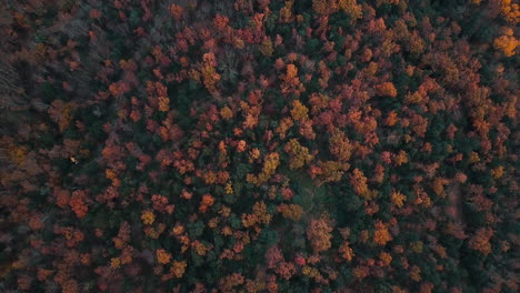 Luftaufnahmen-Des-Wunderschönen-Waldes-Mit-Herbstfarben-In-Den-Katalanischen-Bergen-6