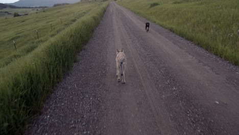 Wolf-pup-chasing-after-a-dog-on-a-dirt-road-in-the-country