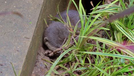 Cute-smooth-coated-otter-pup-playing-at-entrance-of-their-holt