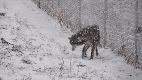 Lobo-Jugando-Con-Un-Ratón-Durante-Una-Tormenta-De-Nieve