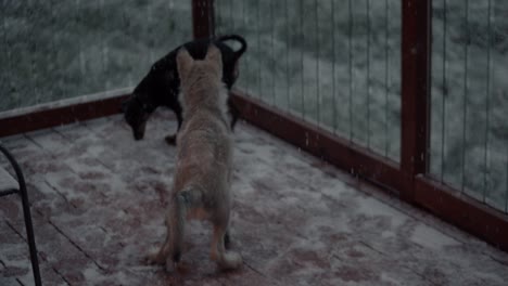 Grey-wolf-pup-trying-to-play-with-a-small-dog-on-a-slippery-surface